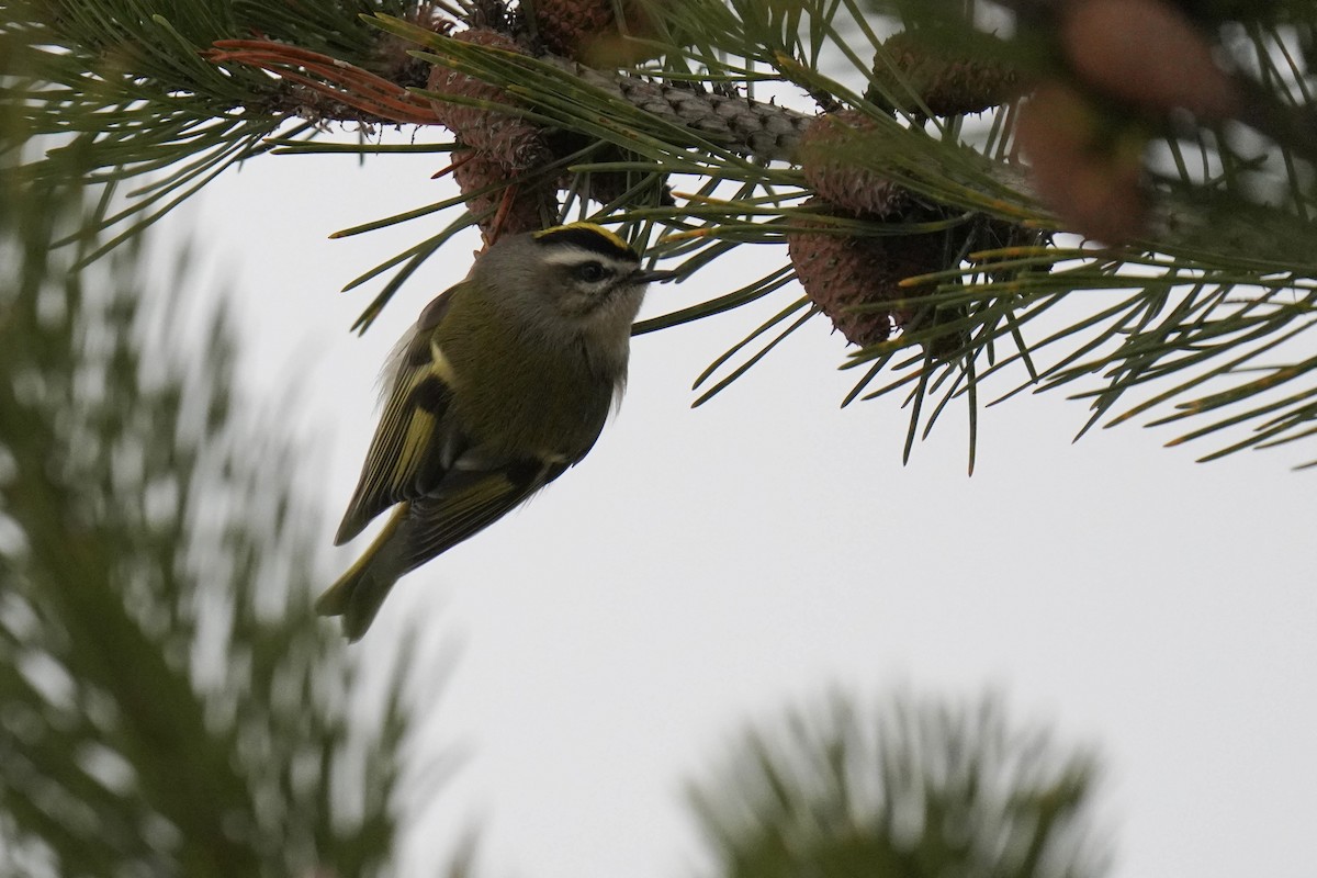 Golden-crowned Kinglet - ML400293481