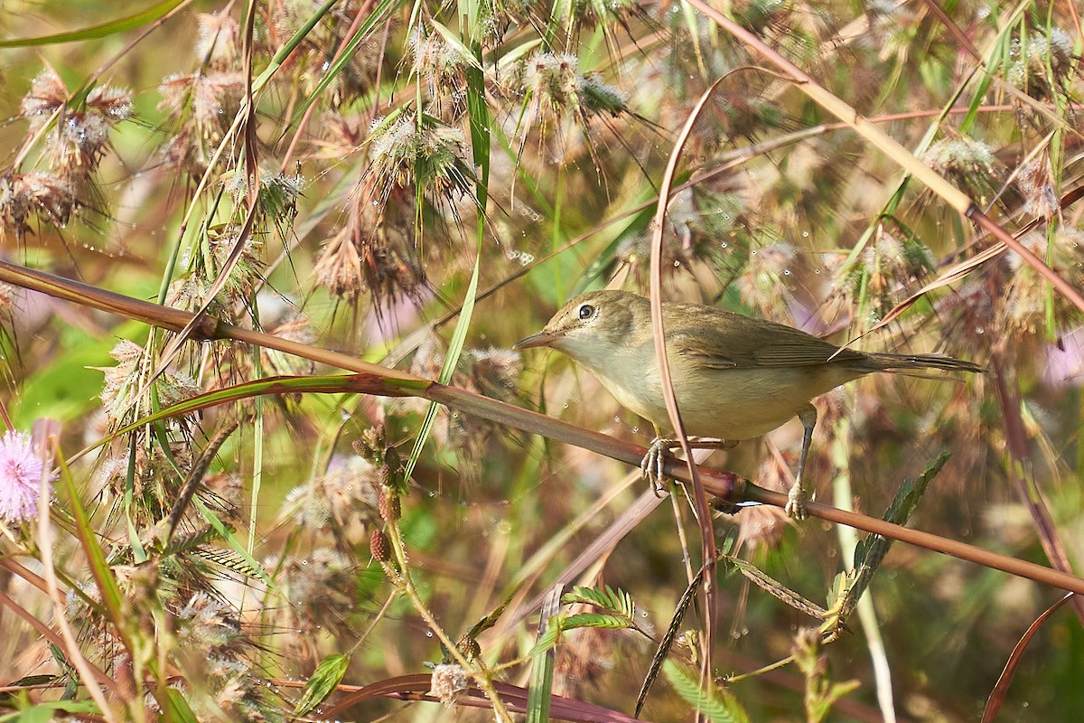 Blyth's Reed Warbler - Raghavendra  Pai