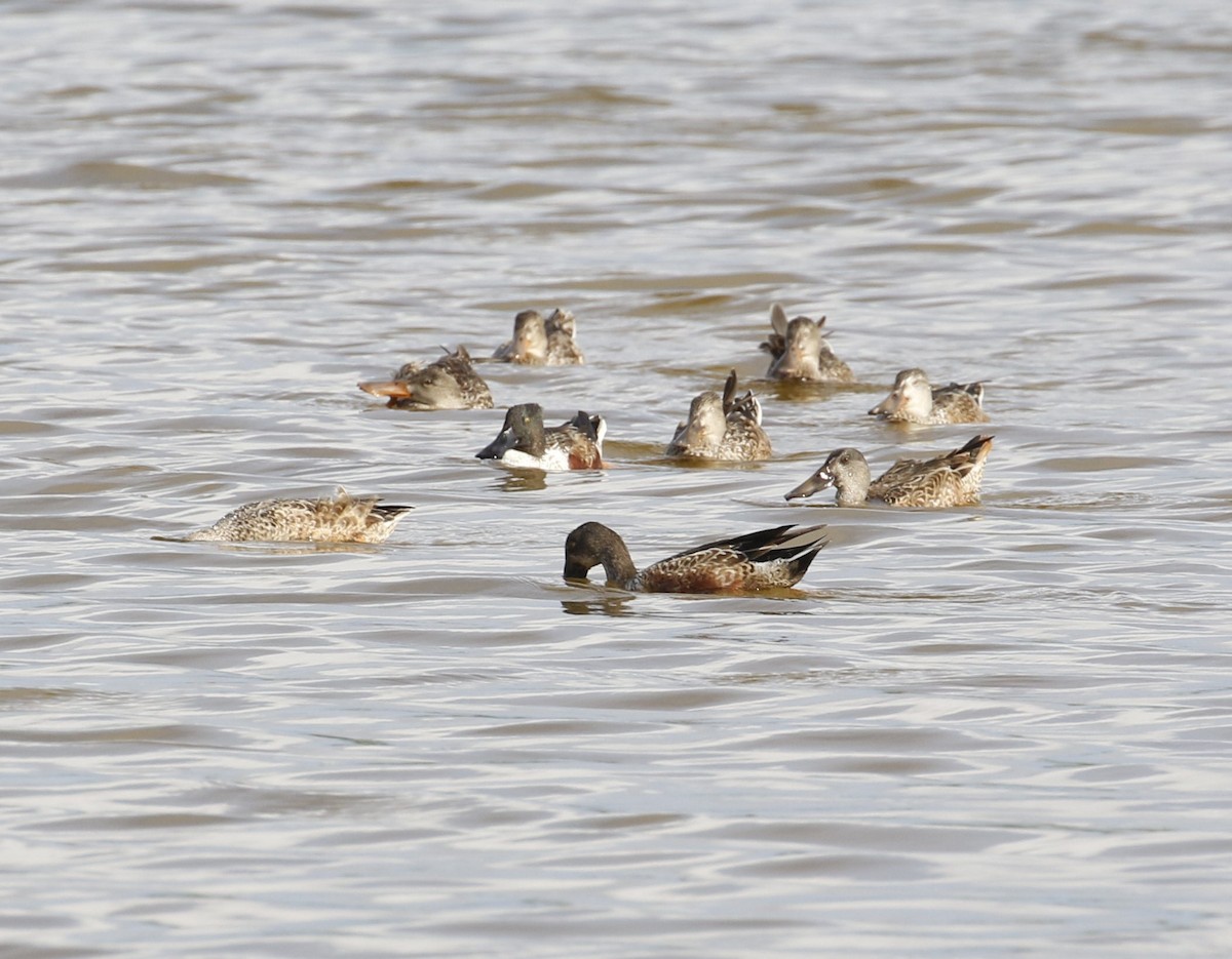 Northern Shoveler - ML400294241