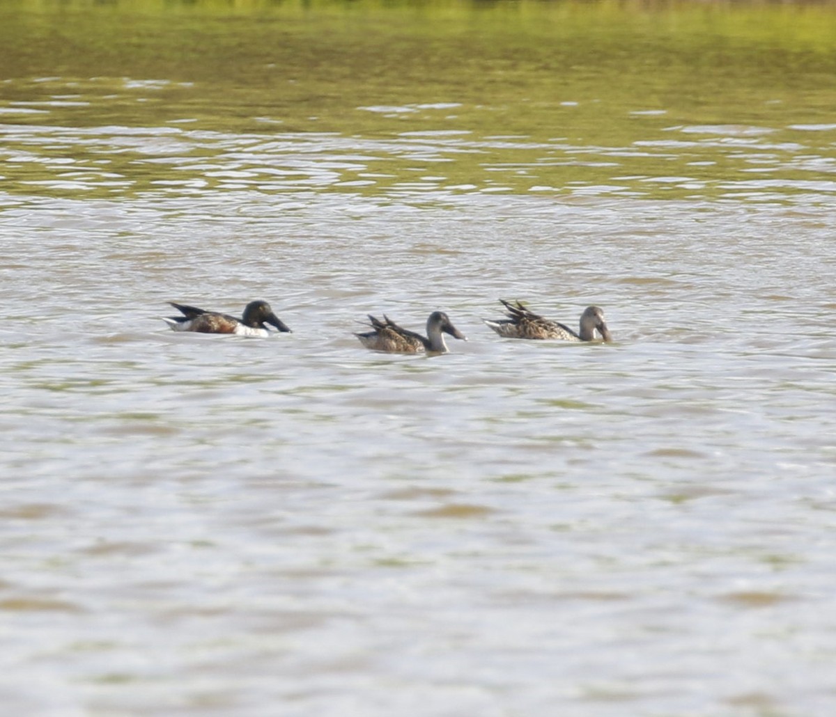 Northern Shoveler - Peter Roberts