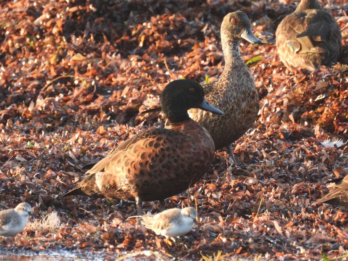 Chestnut Teal - ML400294451