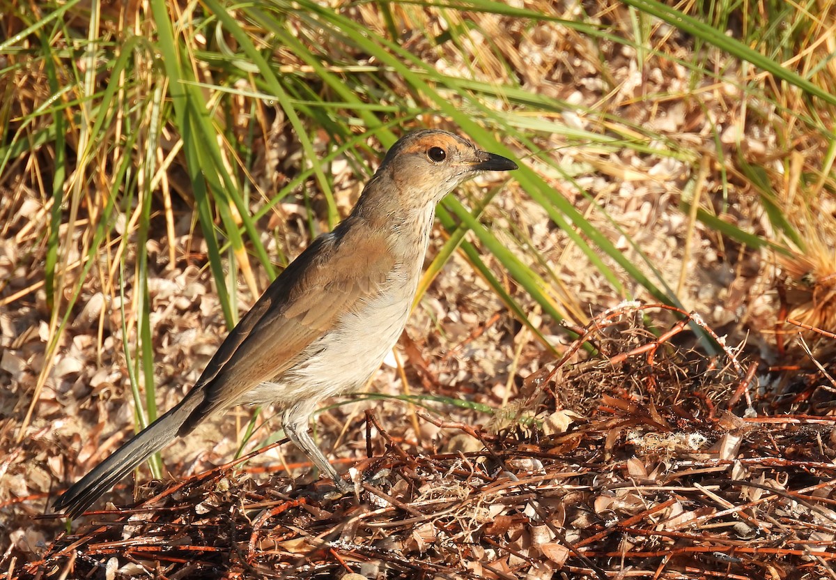 Gray Shrikethrush - ML400294491