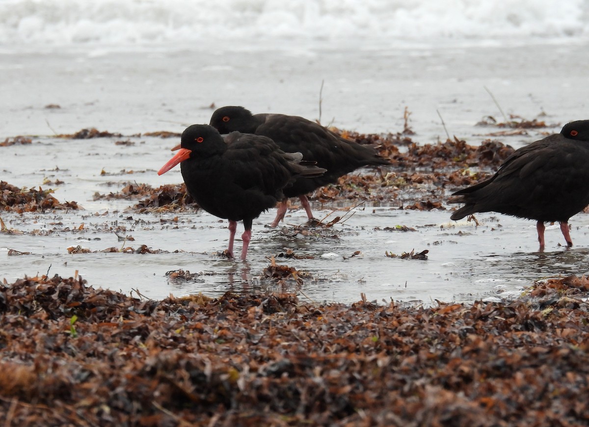 Sooty Oystercatcher - ML400295731