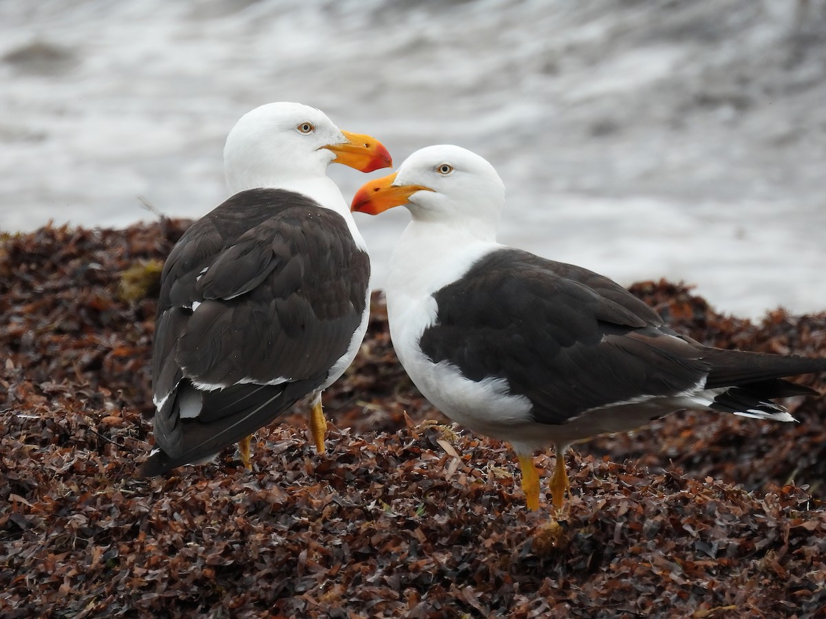 Pacific Gull - ML400295771