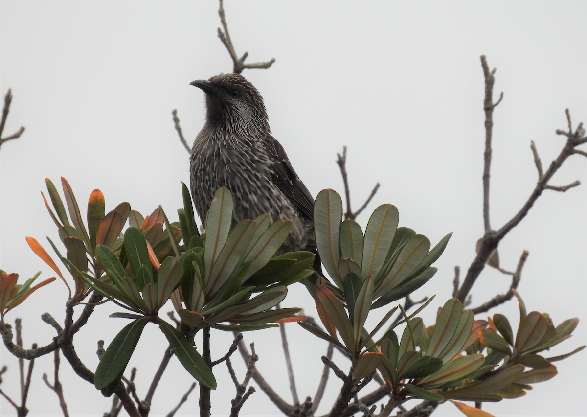 Little Wattlebird - ML400295791