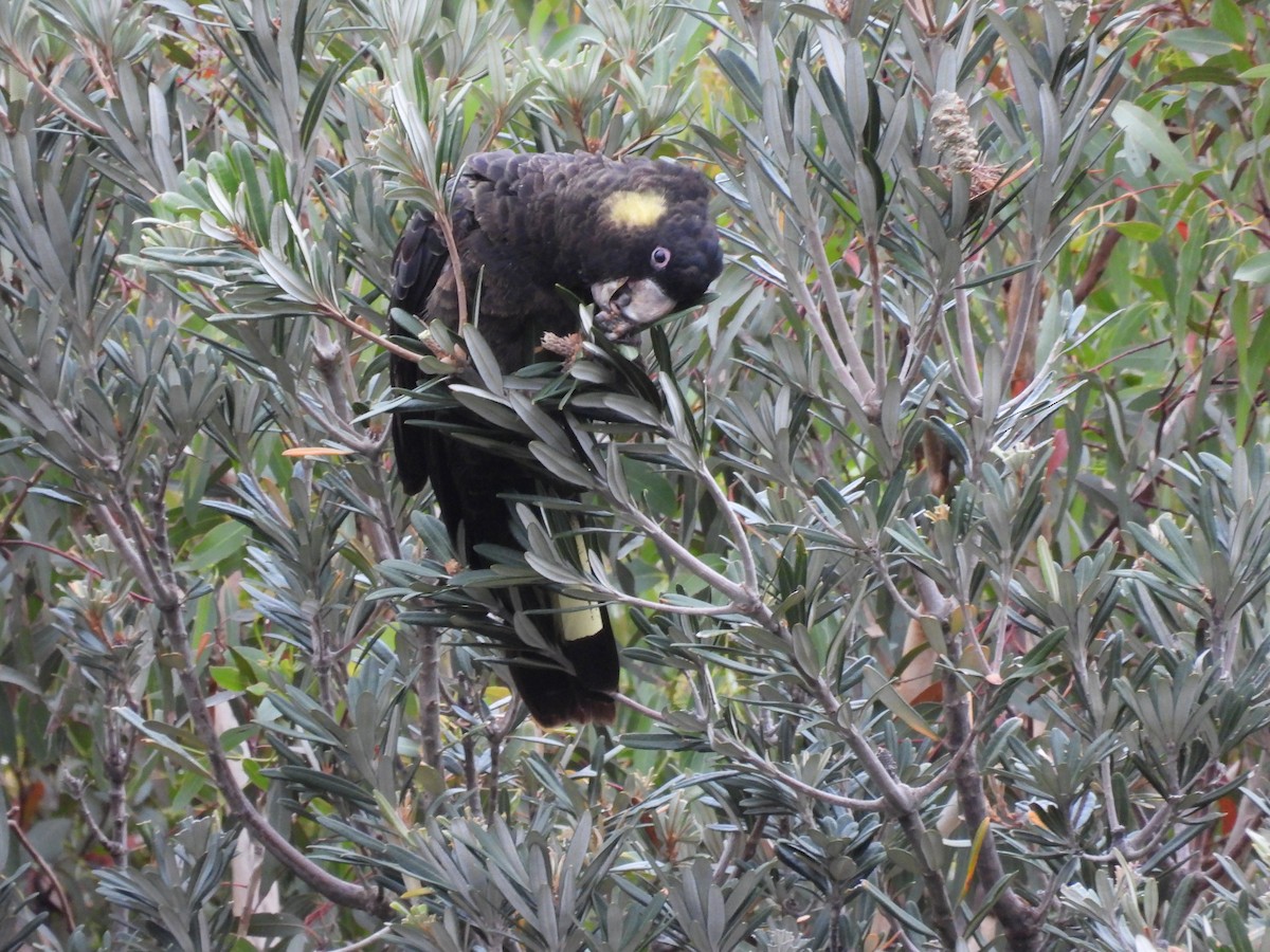Yellow-tailed Black-Cockatoo - ML400295801