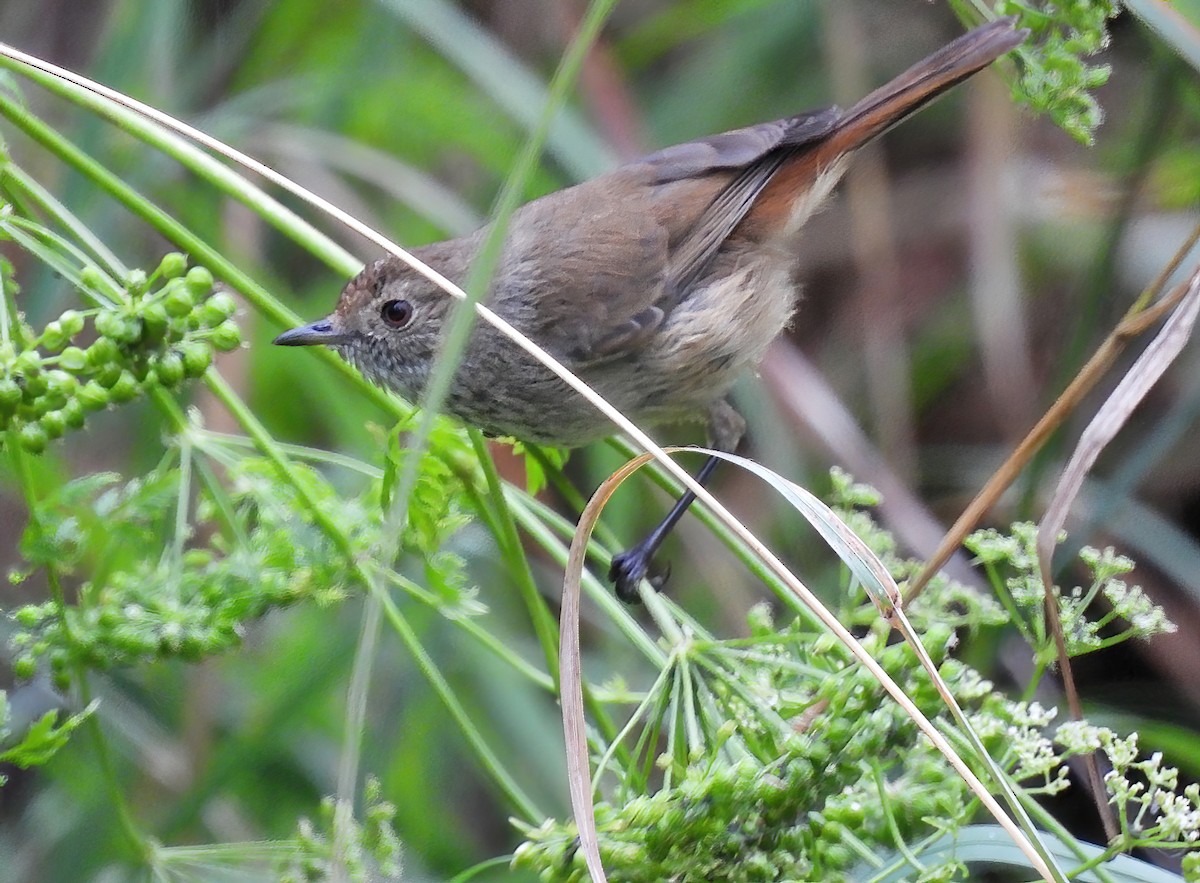 Brown Thornbill - ML400295811
