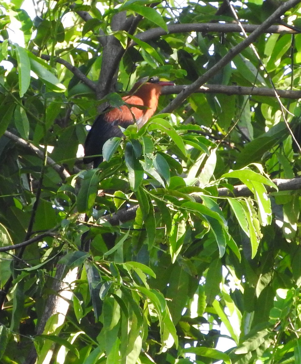 Yellow-billed Malkoha - ML40029601