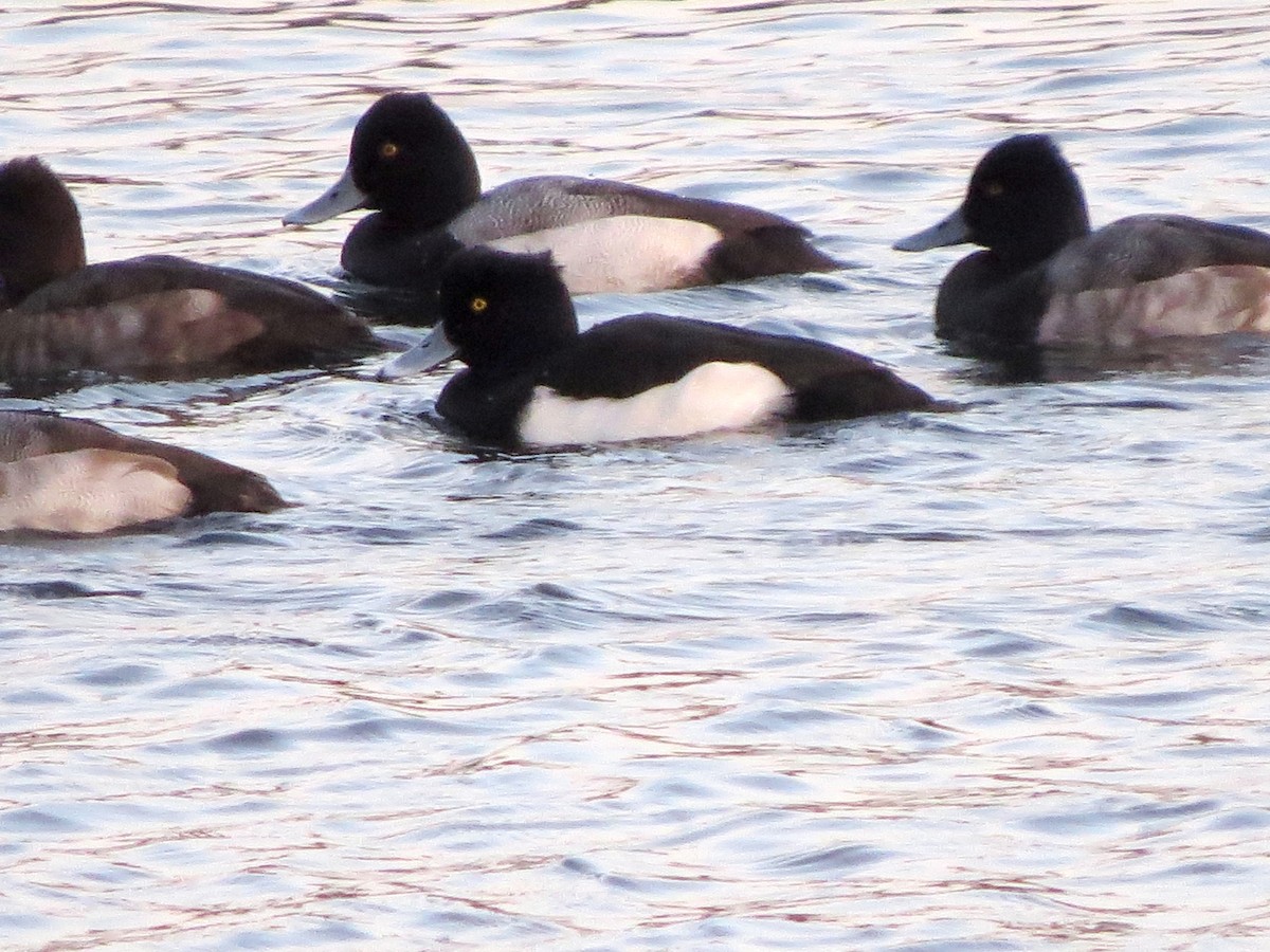 Tufted Duck - Arthur Robinson