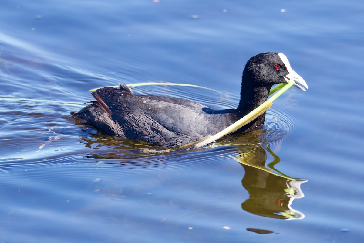 Eurasian Coot - Alfred & Hidi Lau