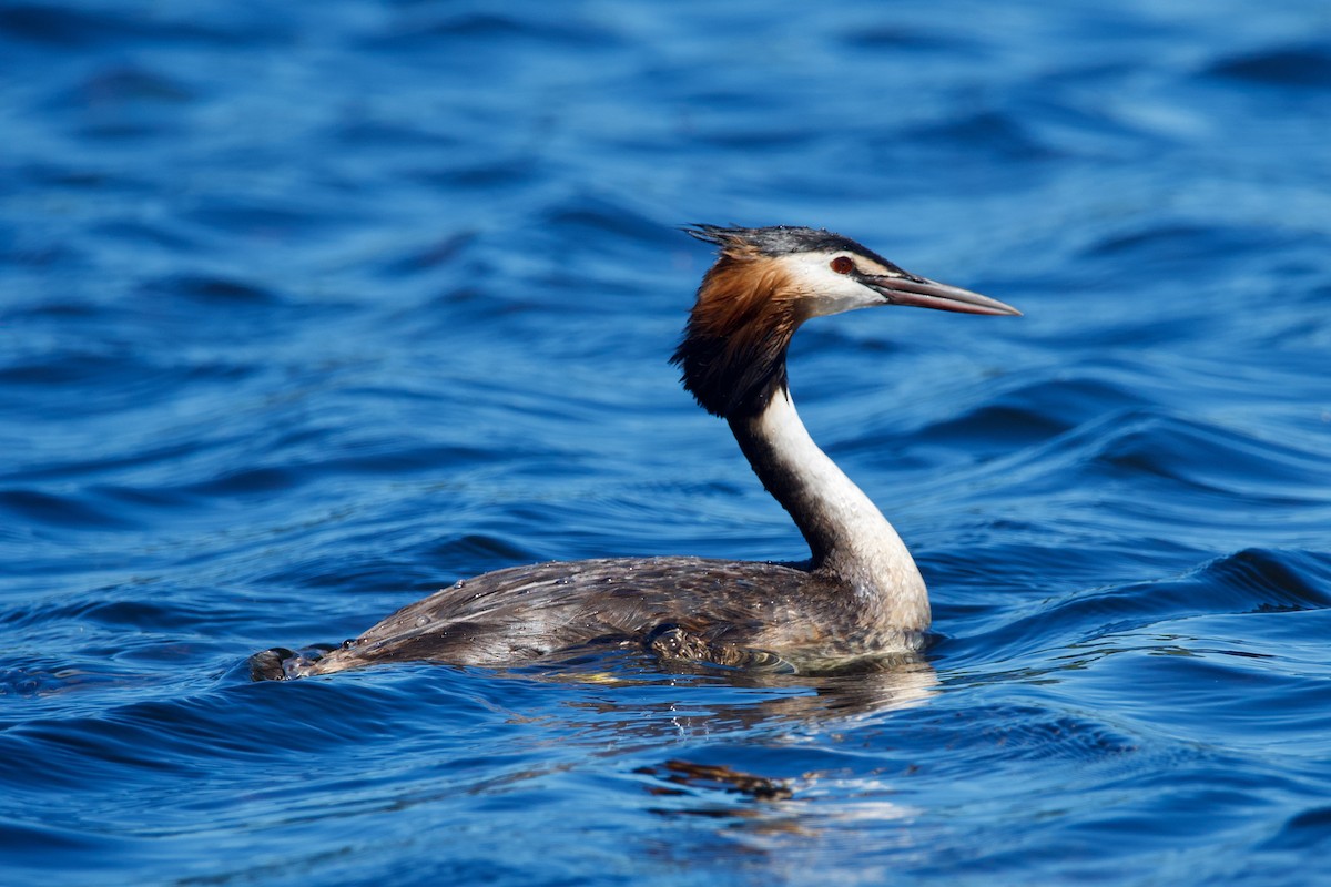 Great Crested Grebe - ML400297501