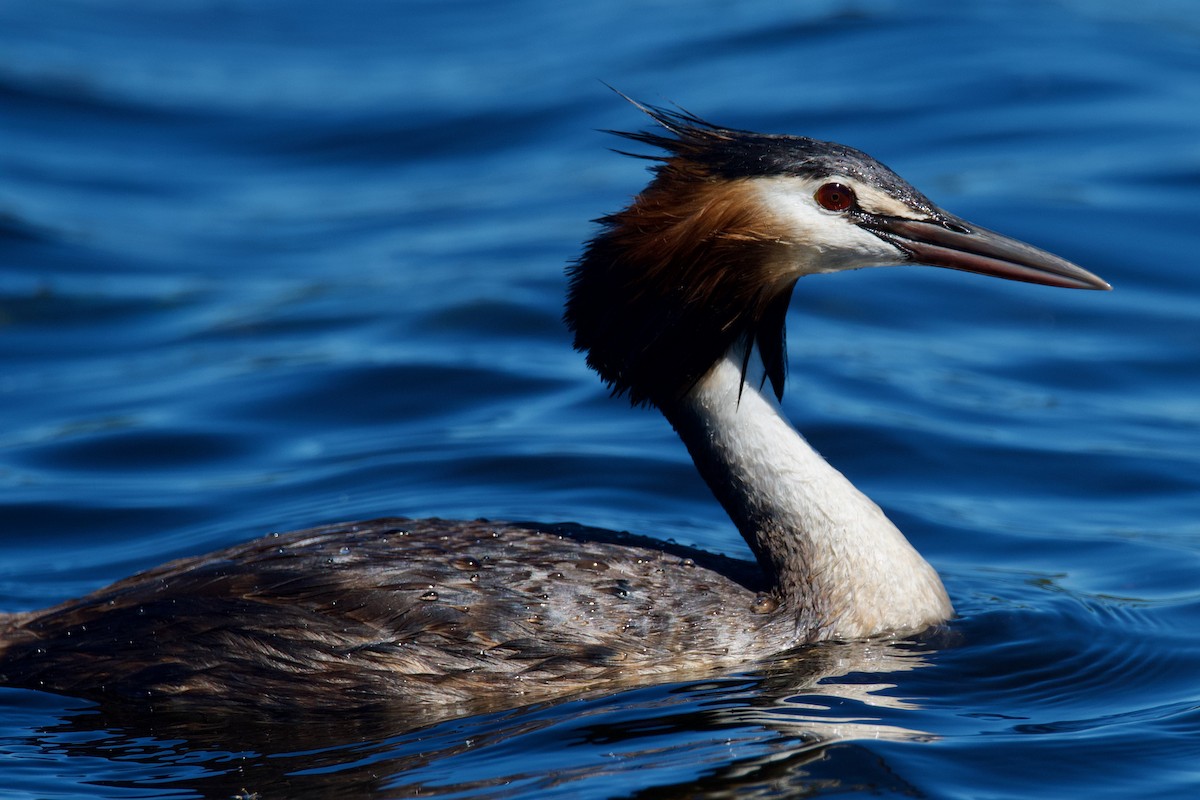 Great Crested Grebe - ML400297511