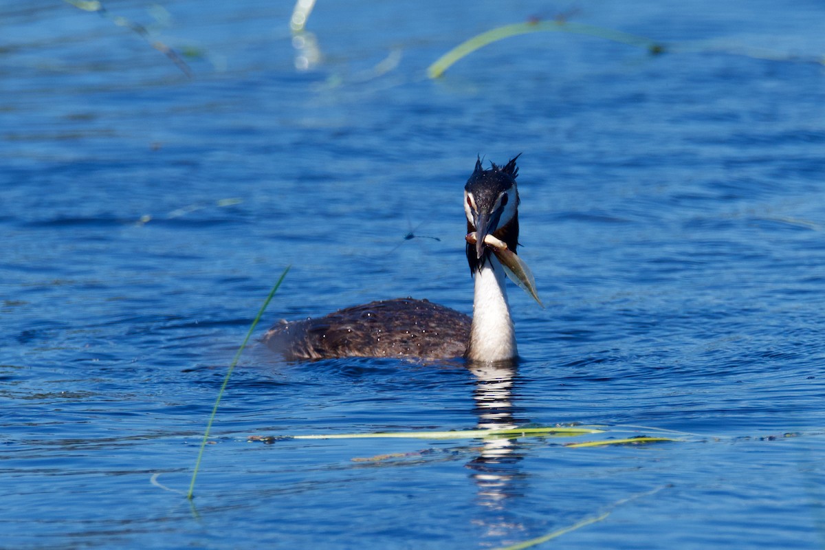 Great Crested Grebe - ML400297591