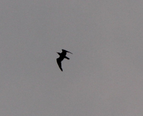 Great Crested Tern - ML400298781