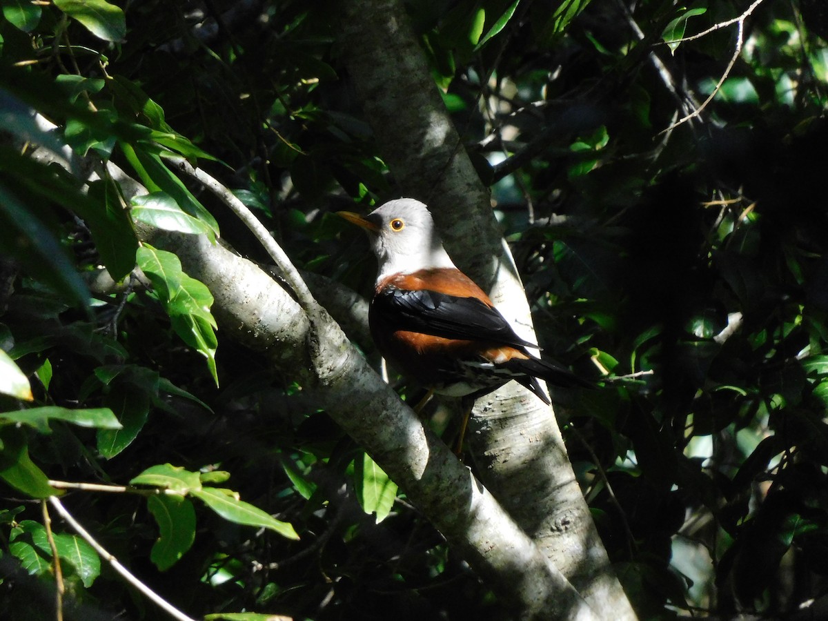 Chestnut Thrush - ML400299351