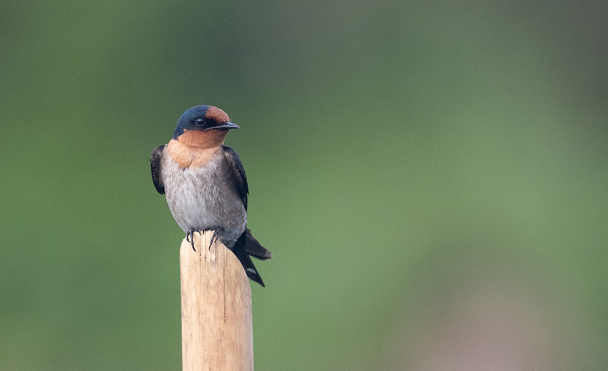 Pacific Swallow - Forest Botial-Jarvis
