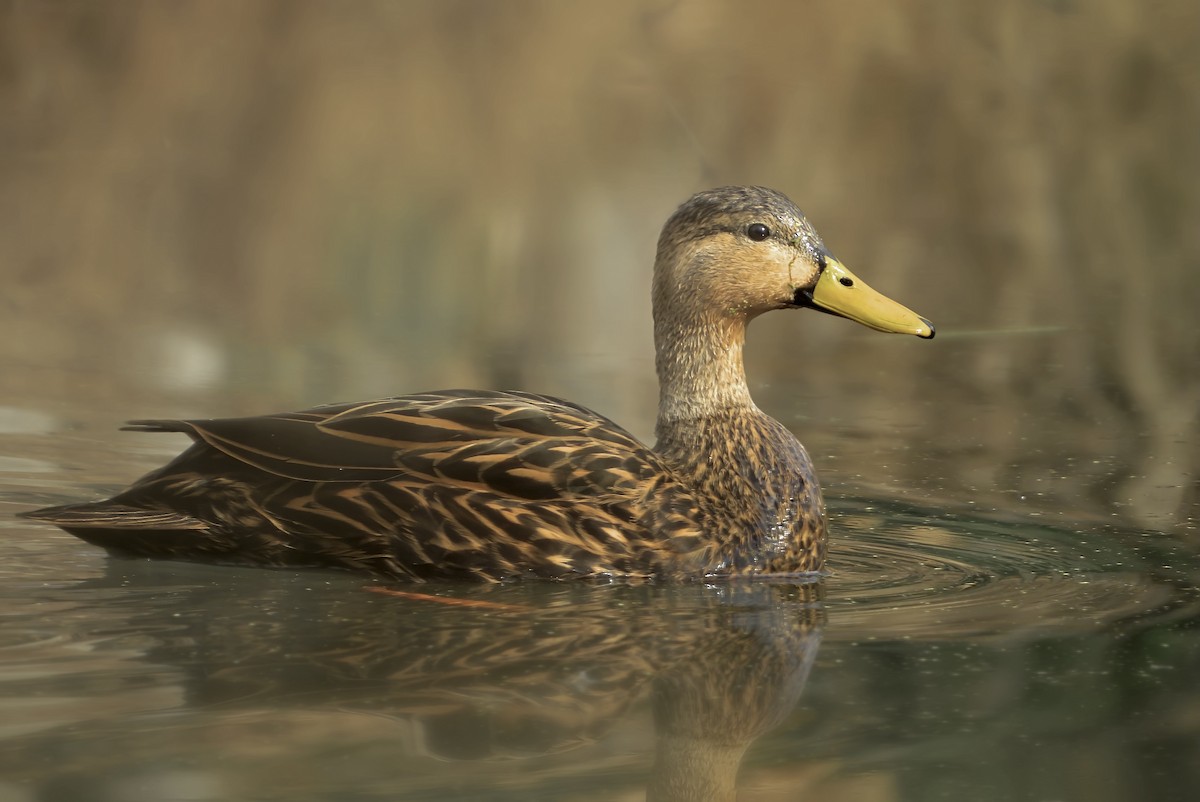 Mottled Duck - ML400300411