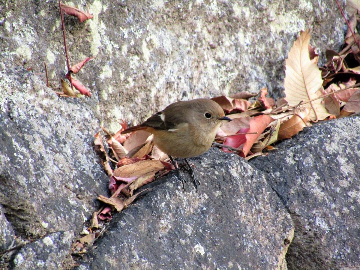 Daurian Redstart - ML400300731