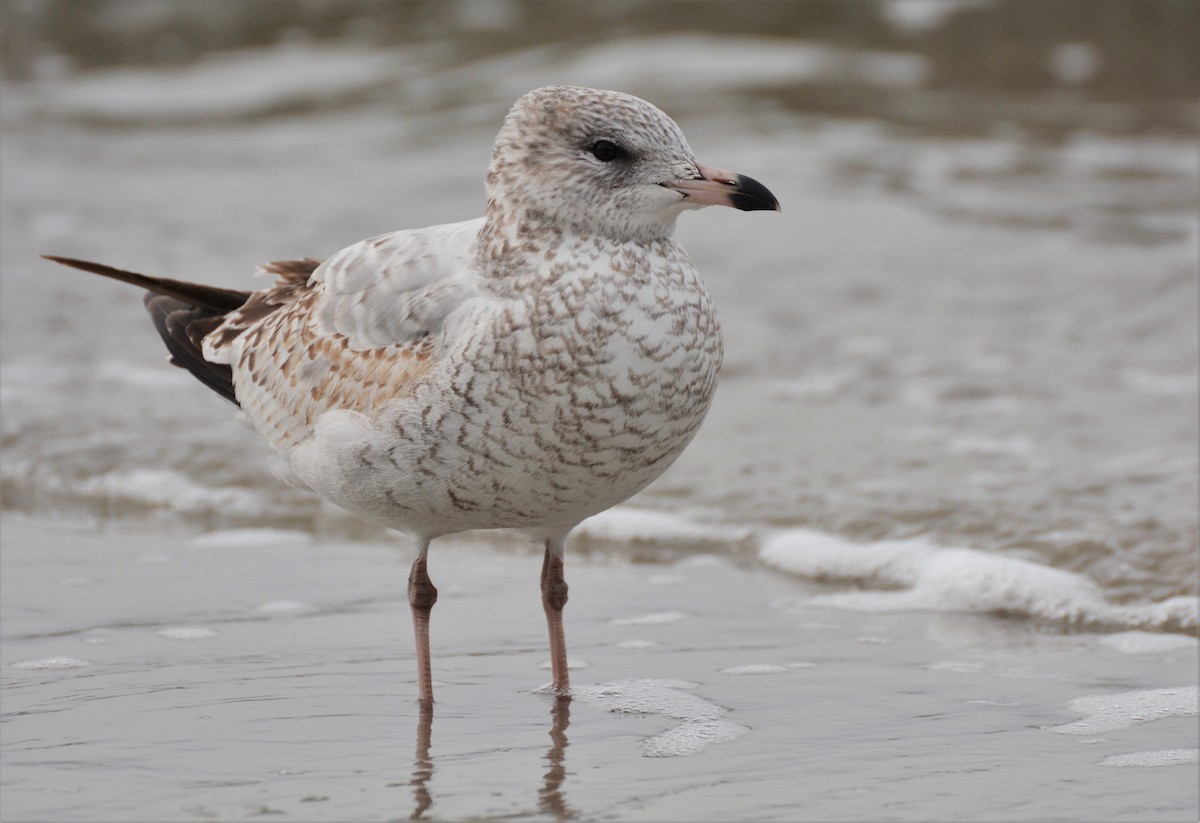 Ring-billed Gull - Patrick Maurice