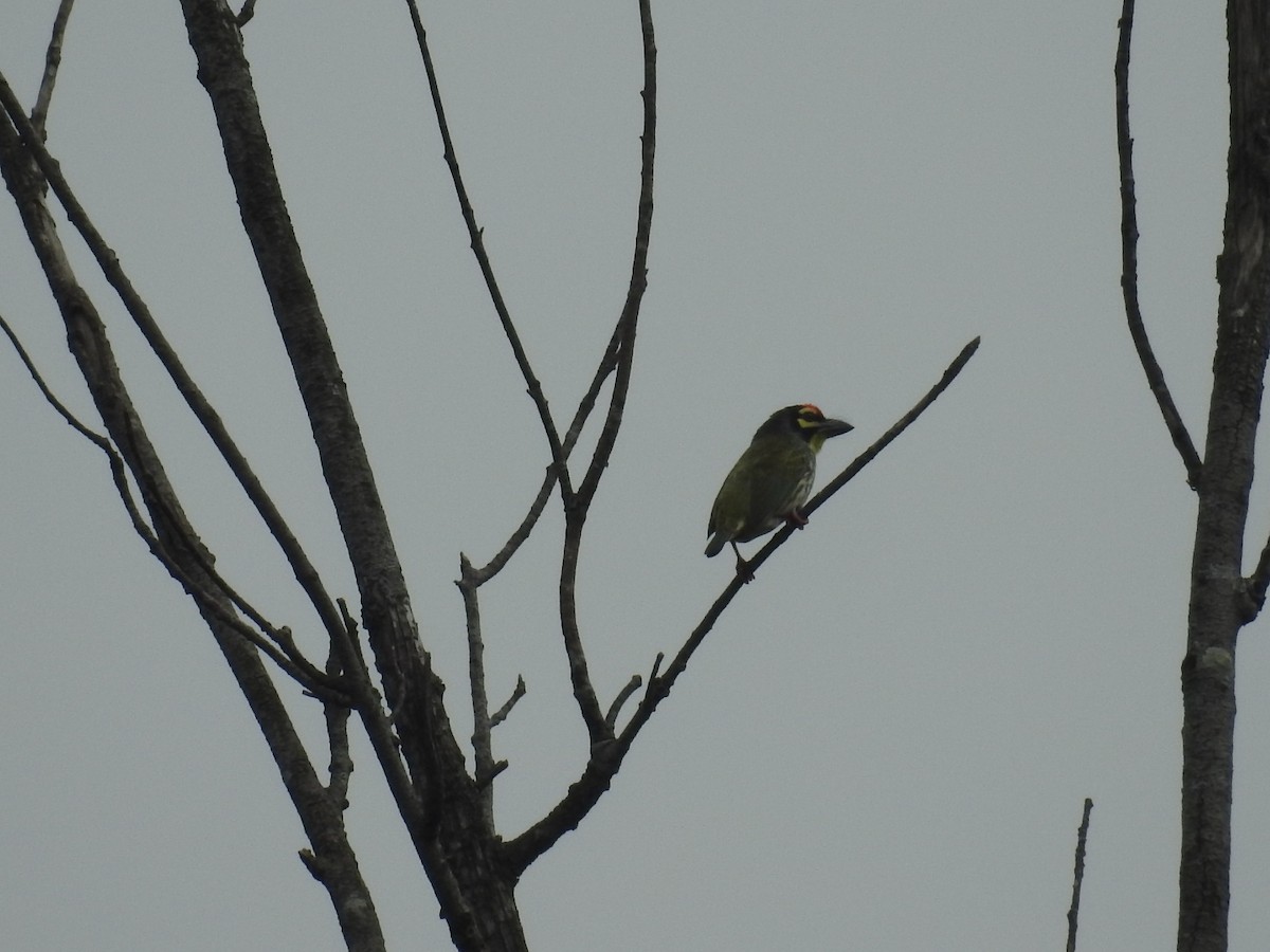 Coppersmith Barbet - ML400301161