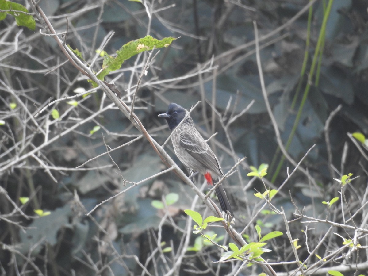 Red-vented Bulbul - ML400301261
