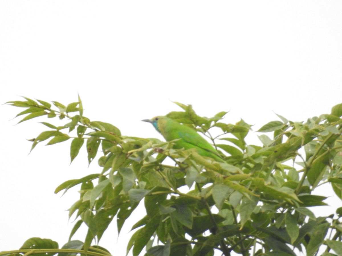 Jerdon's Leafbird - ML400301271