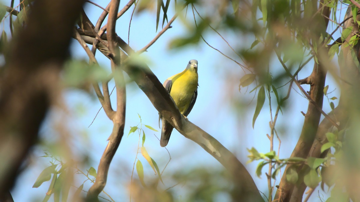 Yellow-footed Green-Pigeon - ML400301631