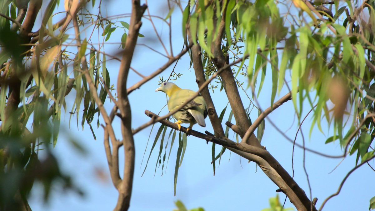 Yellow-footed Green-Pigeon - ML400301641