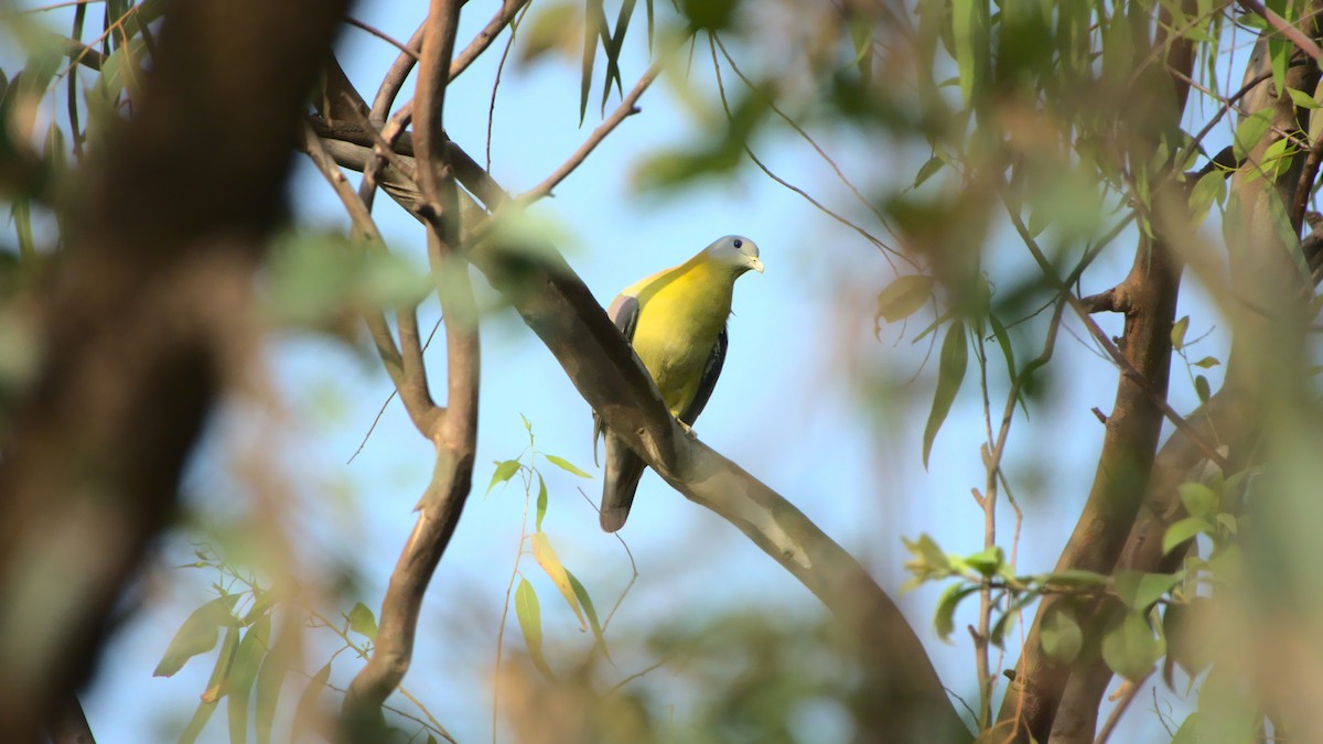 Yellow-footed Green-Pigeon - ML400301651