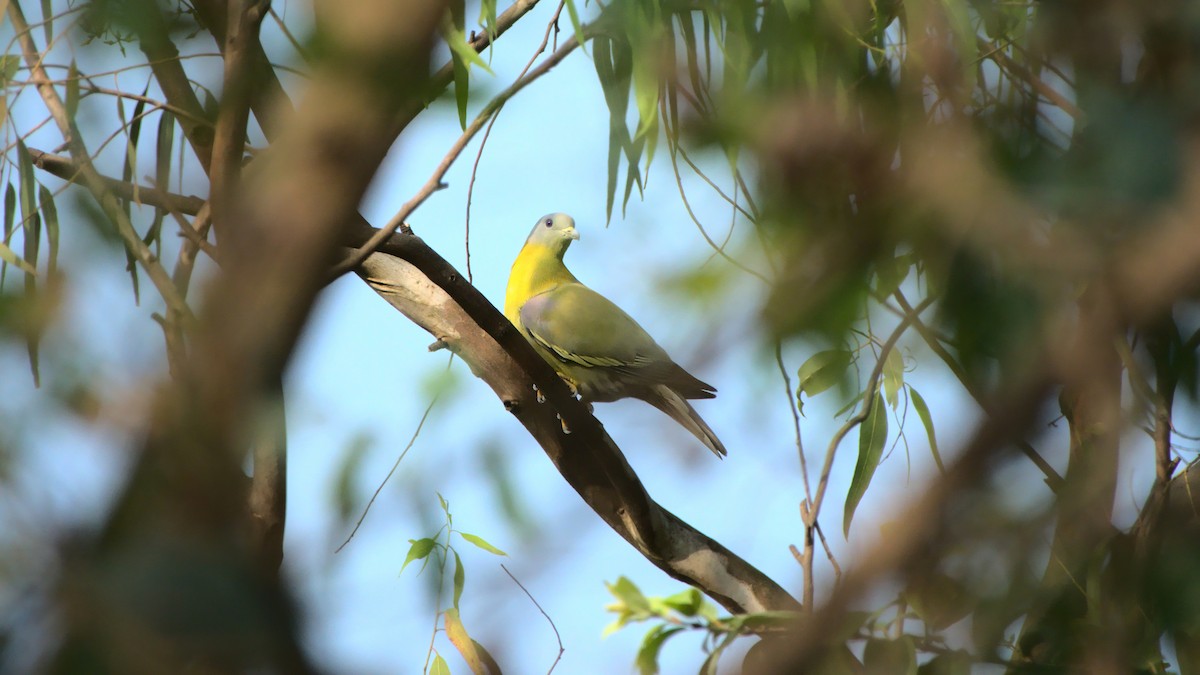 Yellow-footed Green-Pigeon - ML400301661