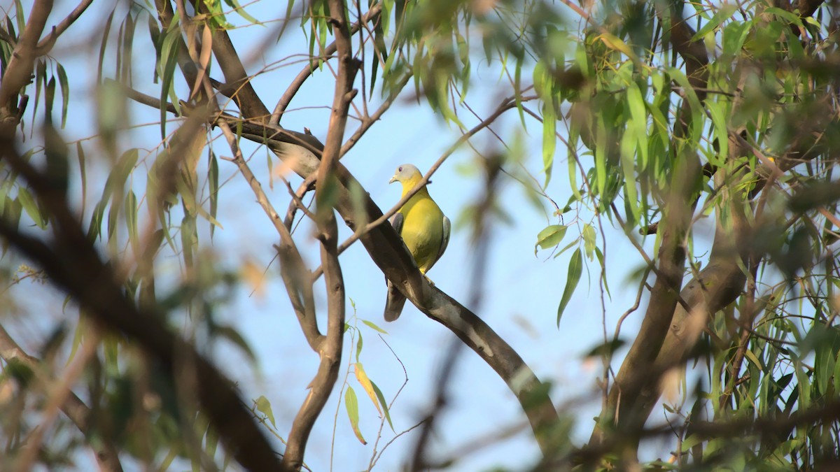 Yellow-footed Green-Pigeon - ML400301681