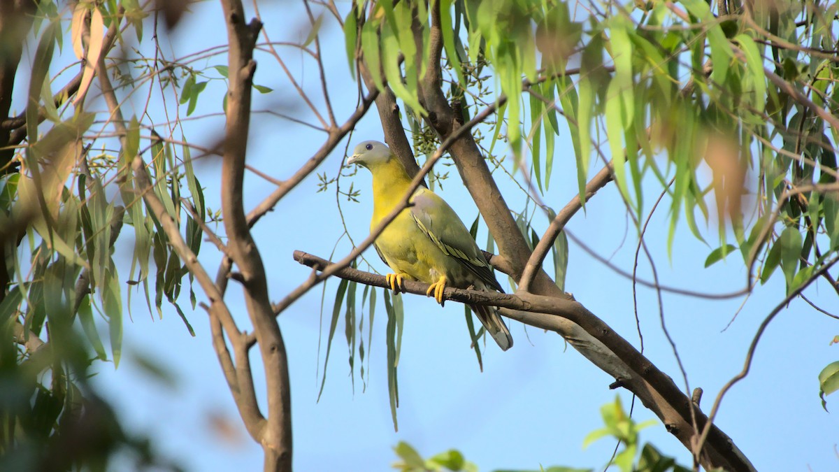 Yellow-footed Green-Pigeon - ML400301701