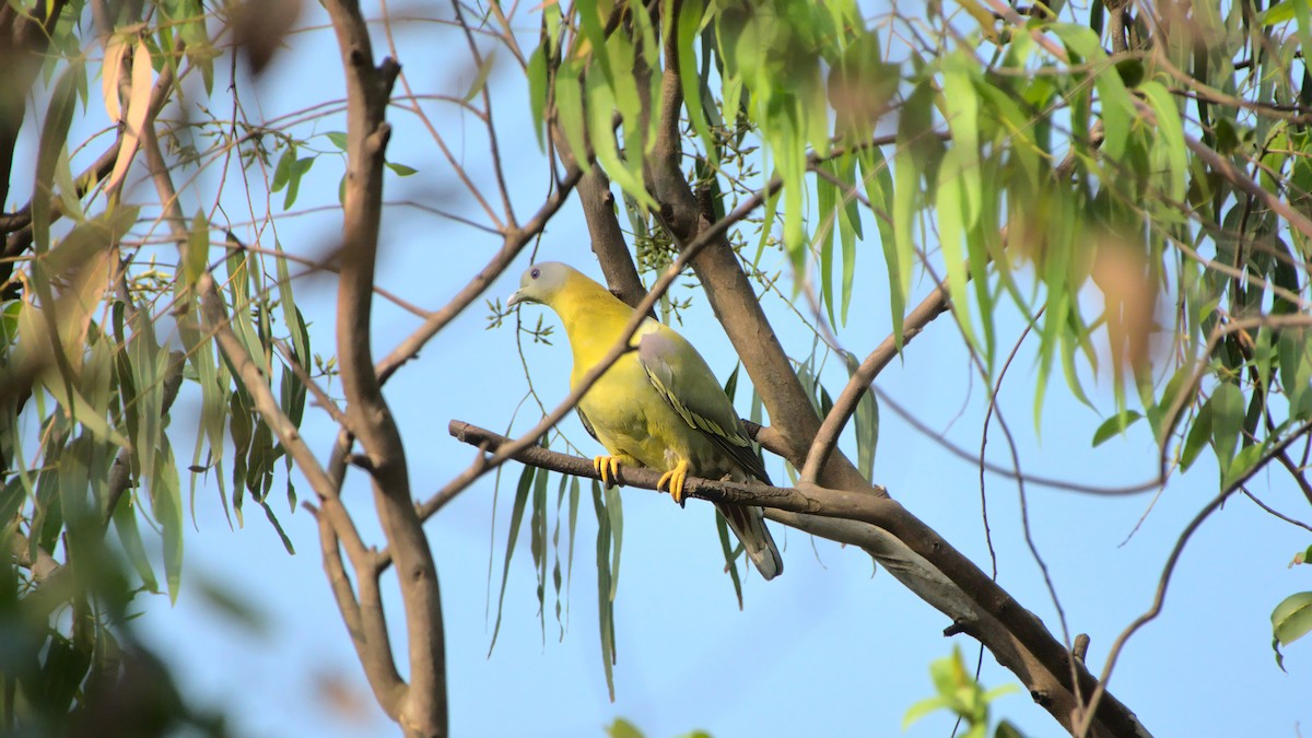 Yellow-footed Green-Pigeon - ML400301711