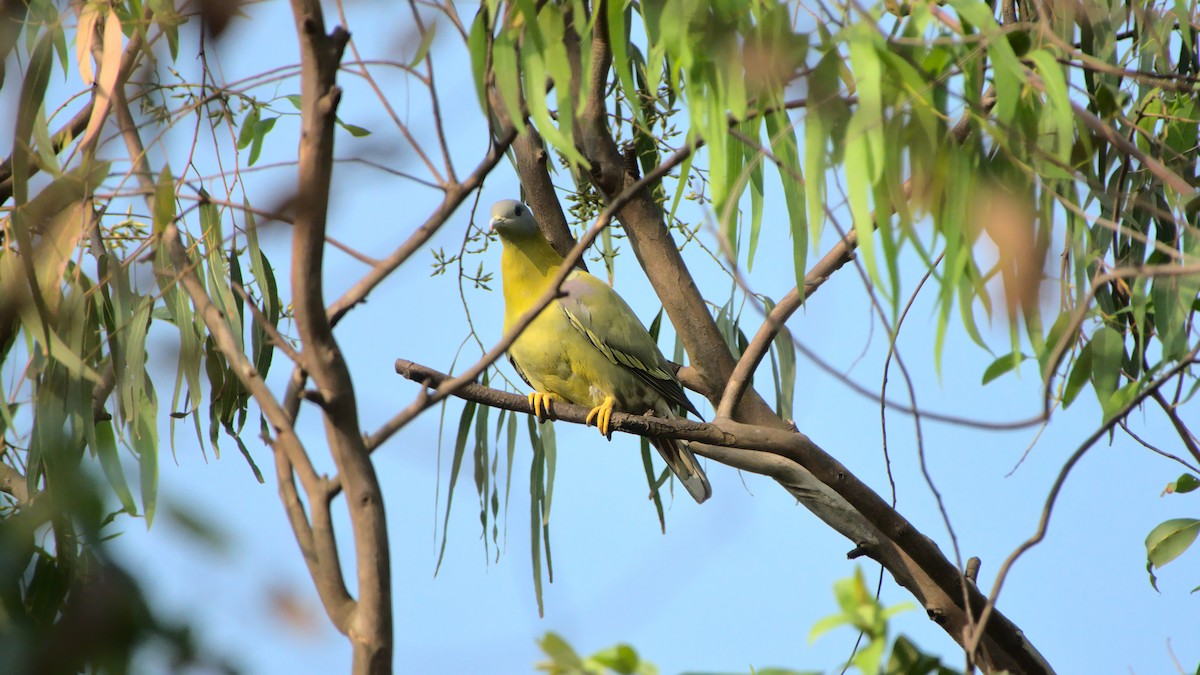 Yellow-footed Green-Pigeon - ML400301721