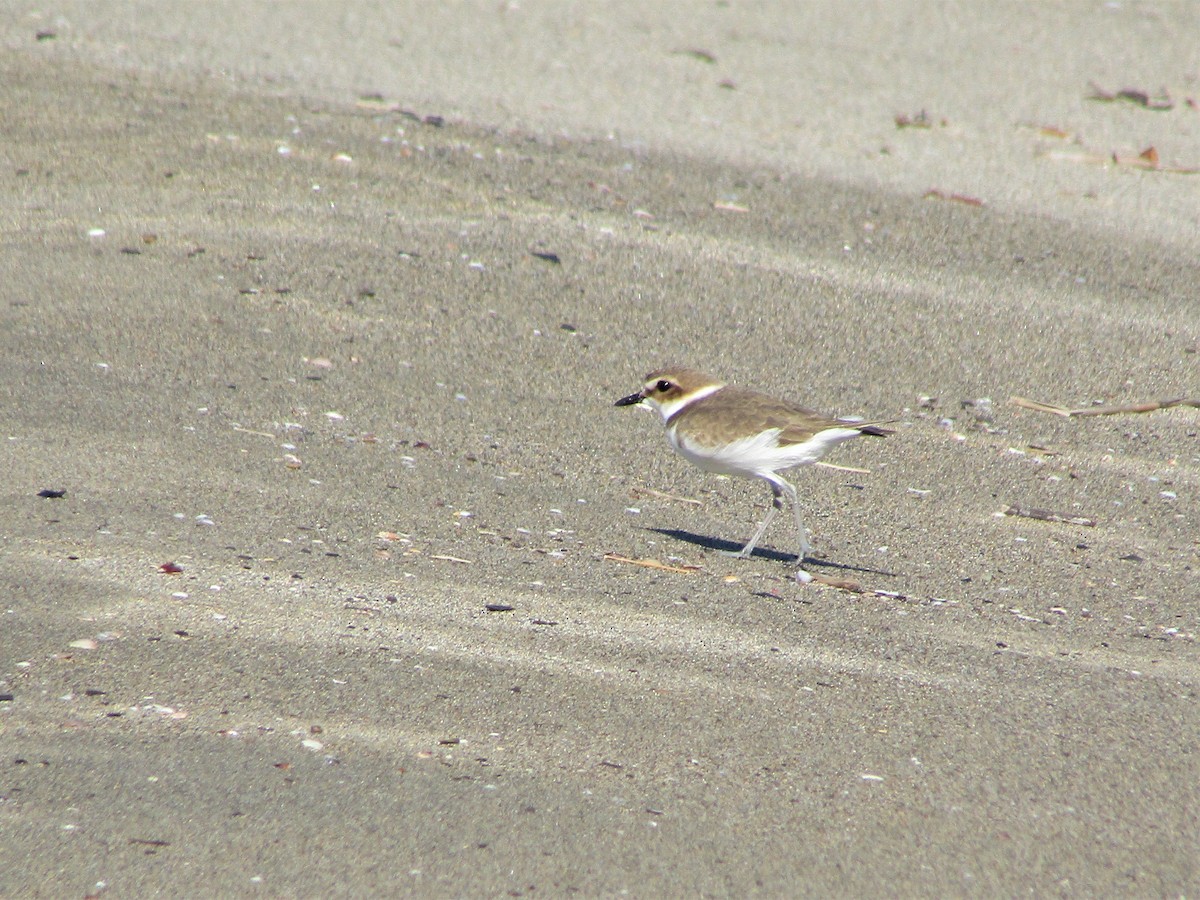 Тэнгисийн хиазат - ML400303031