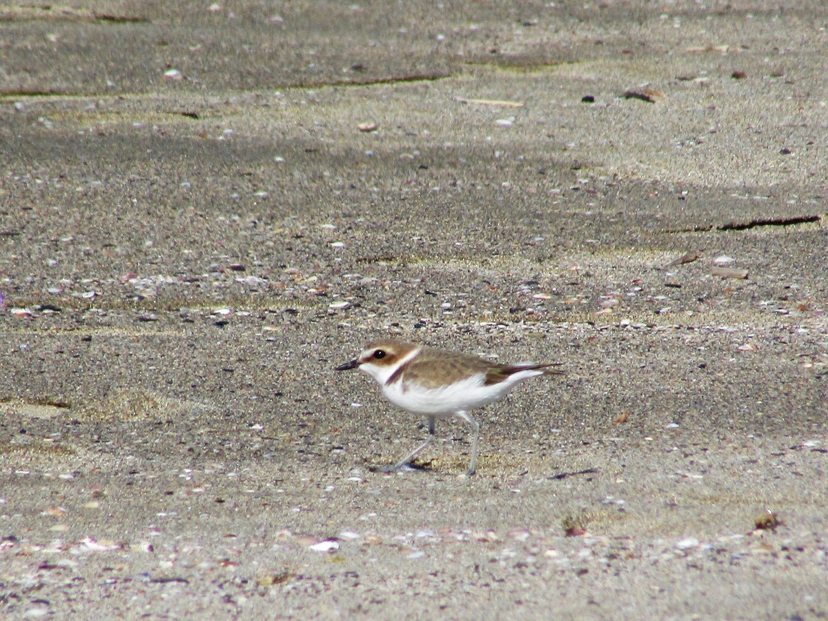 Тэнгисийн хиазат - ML400303081