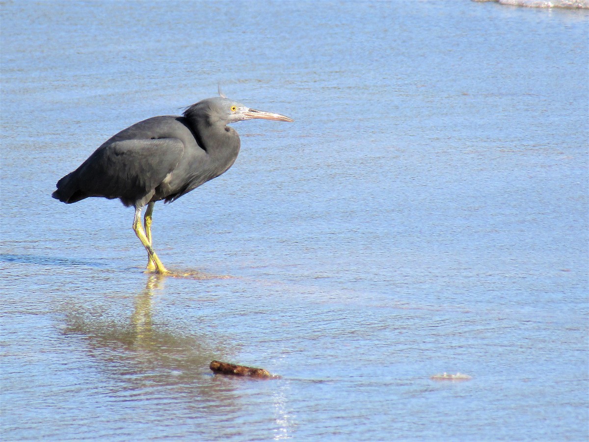 Pacific Reef-Heron - ML400303121