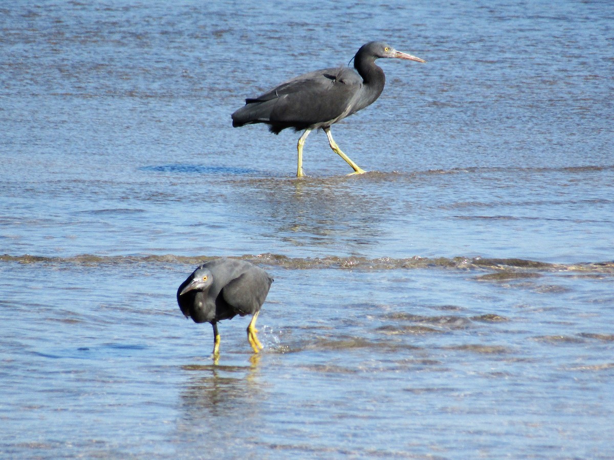Pacific Reef-Heron - ML400303131
