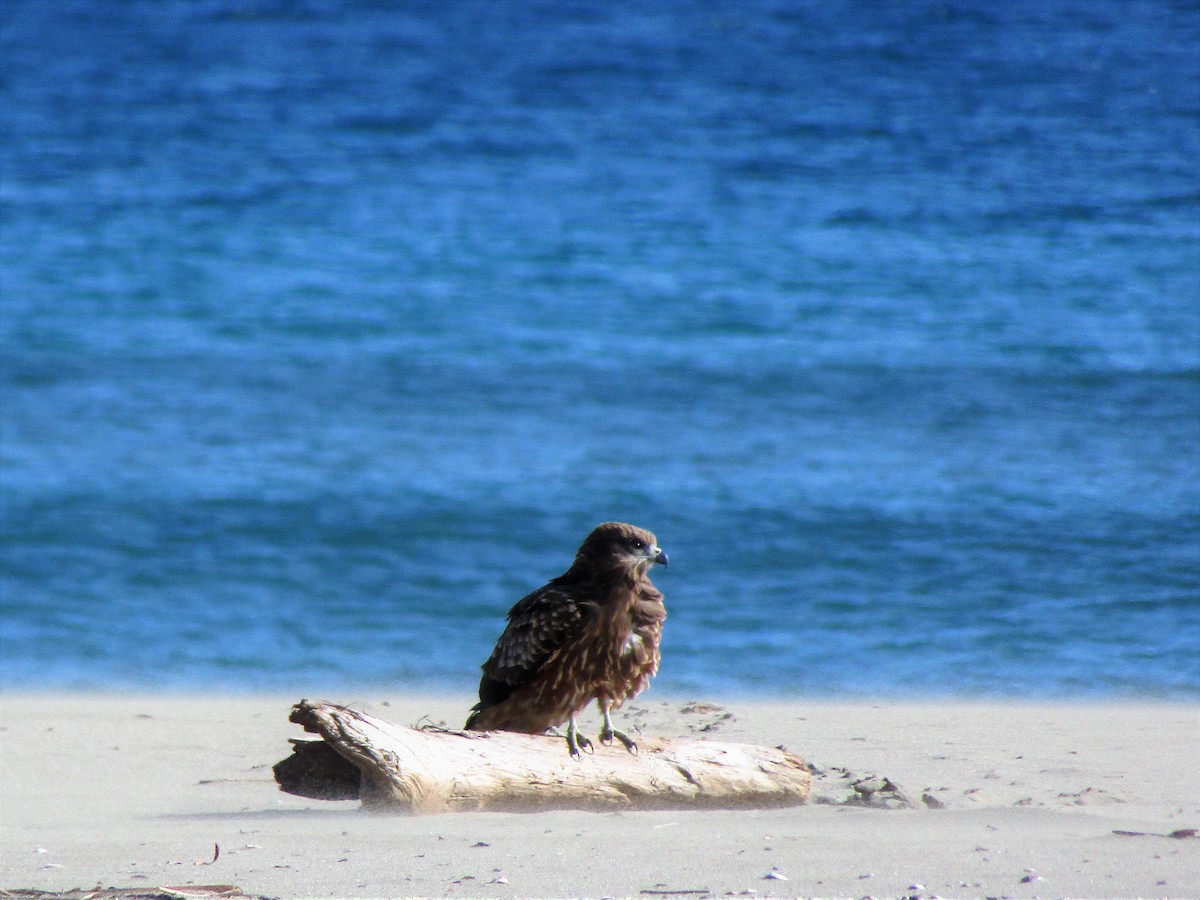 Сохор элээ - ML400303141