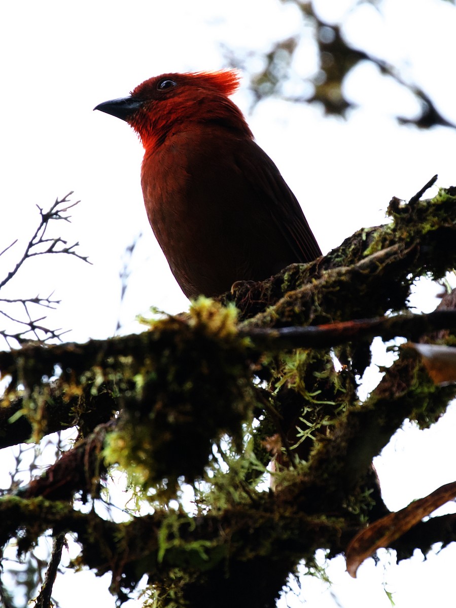 Crested Ant-Tanager - David Ascanio