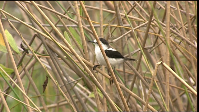 Pied Water-Tyrant - ML400307