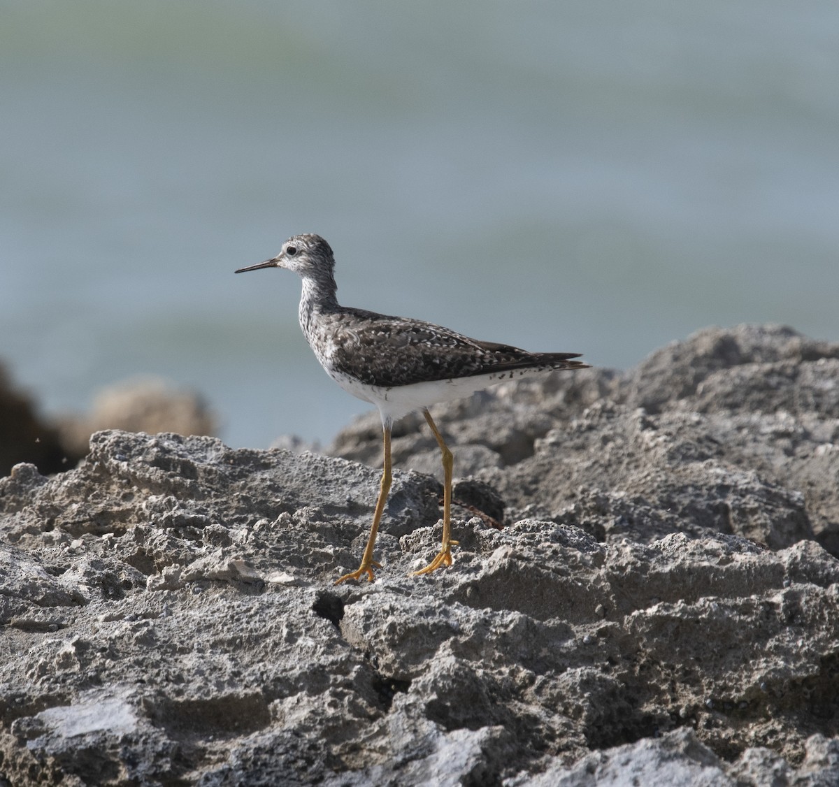 Lesser Yellowlegs - ML400307461