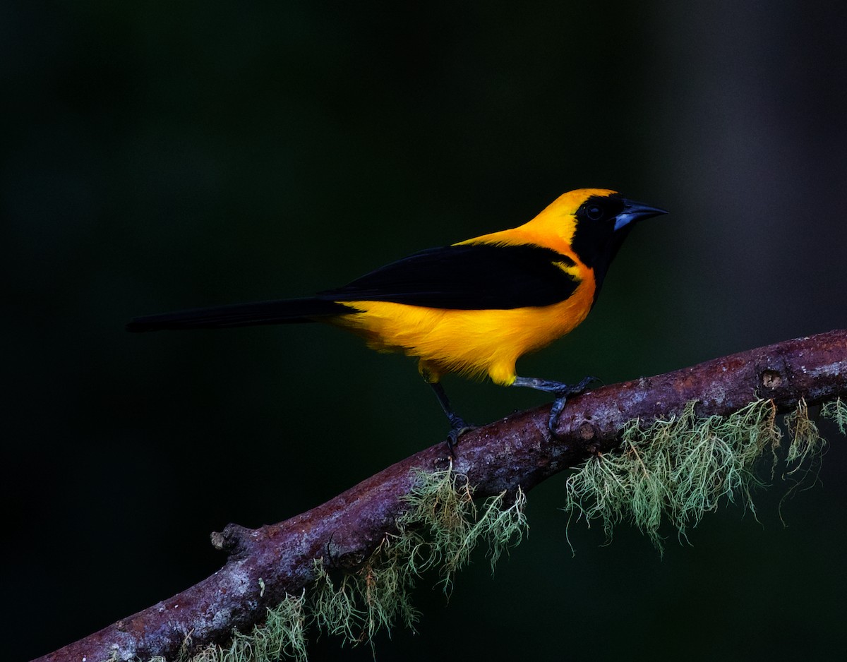 Yellow-backed Oriole - David Ascanio