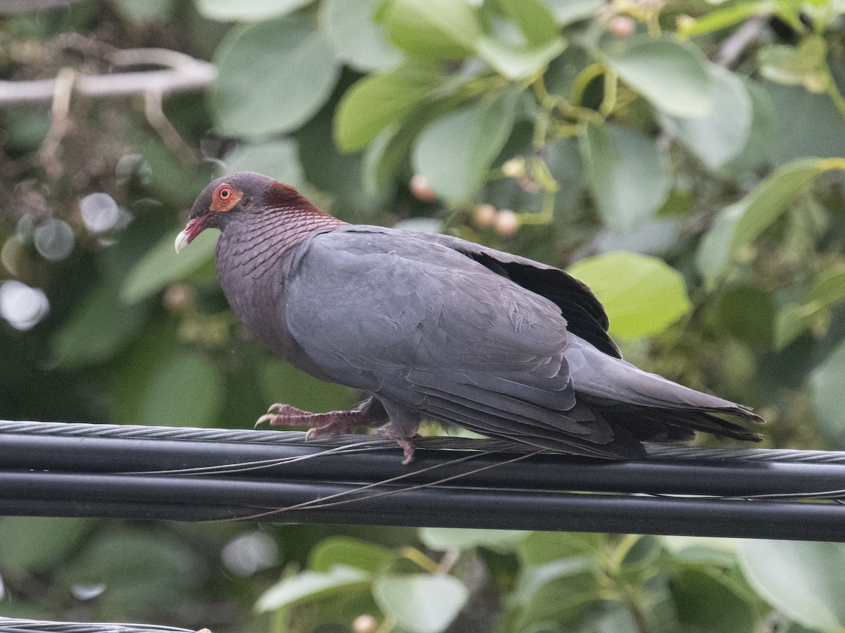 Pigeon à cou rouge - ML400309721