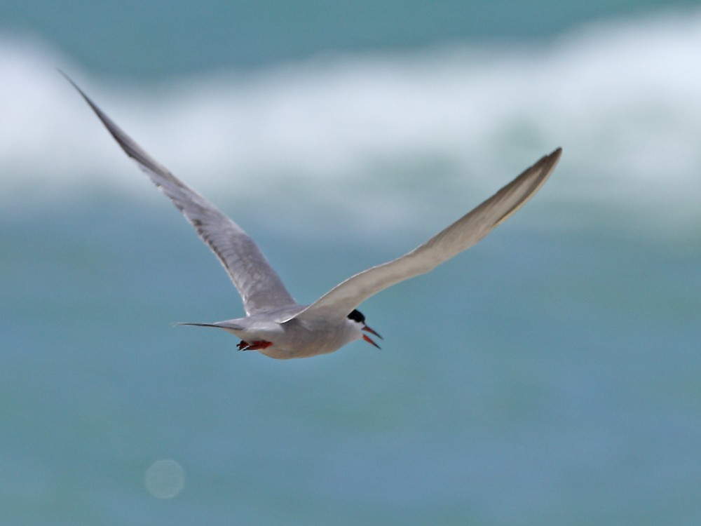 tern sp. - Rami Mizrachi