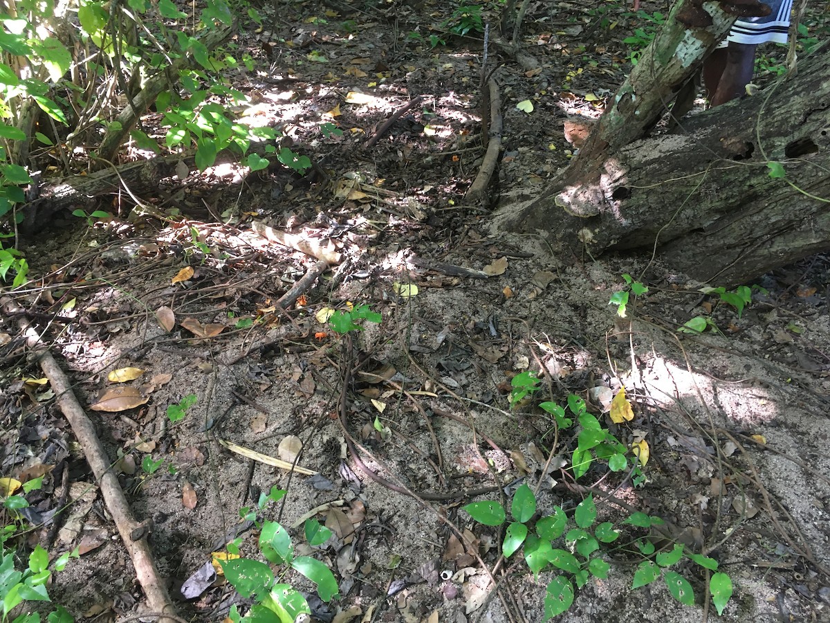 Vanuatu Megapode - ML400311071