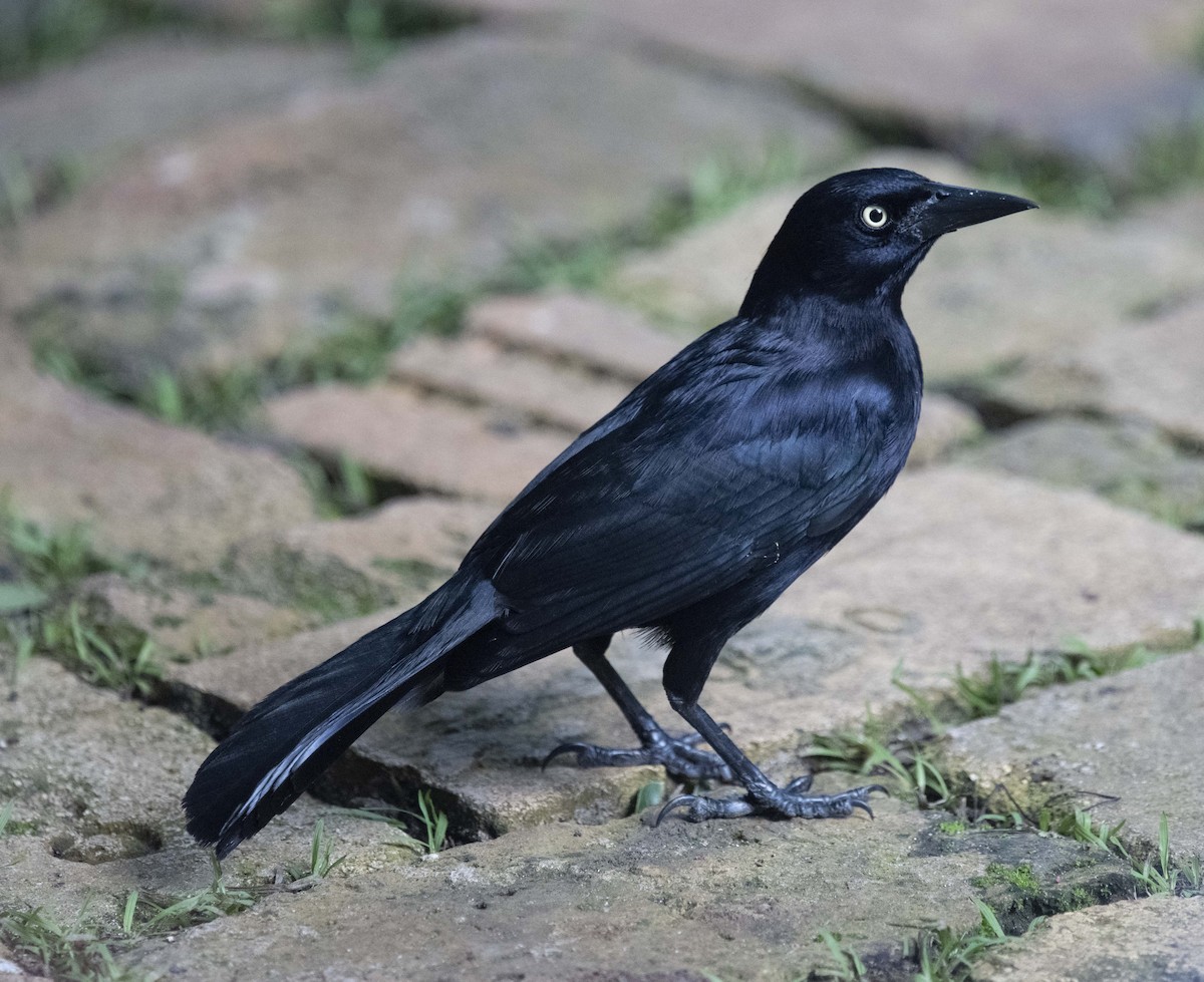 Carib Grackle - ML400312811