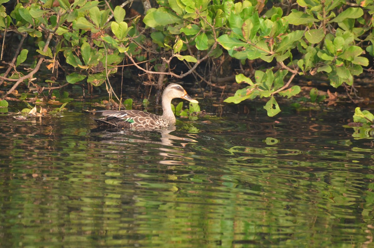 Canard à bec tacheté - ML400313211
