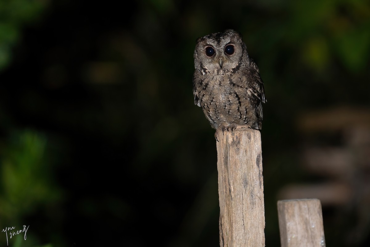 Collared Scops-Owl - ML400313921