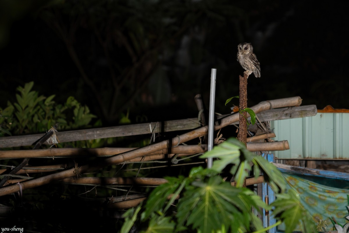 Collared Scops-Owl - ML400314171